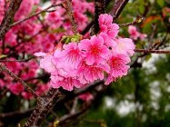寒緋桜（バラ科）